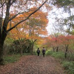 亀山からの下り(紅葉