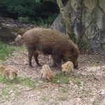 カメラ目線のウリ坊