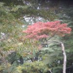 真っ赤に紅葉したシロヤシオの木・和佐又山