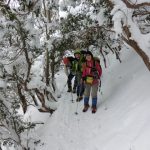 雪の重みで垂れ下がった木下をくぐります