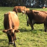 牛がのんびり草を食む牧場
