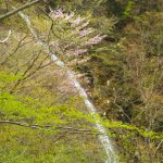 山桜と布滝