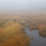 草紅葉の湿原