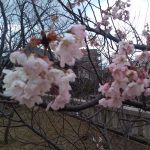 護国神社にははやくも桜が