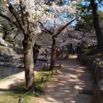 夙川沿いは満開の桜が