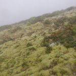 北外輪山は黄緑色のヒカリゴケのような苔で覆われていました