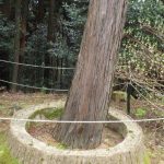 姫路城の西心柱御神木を採った跡